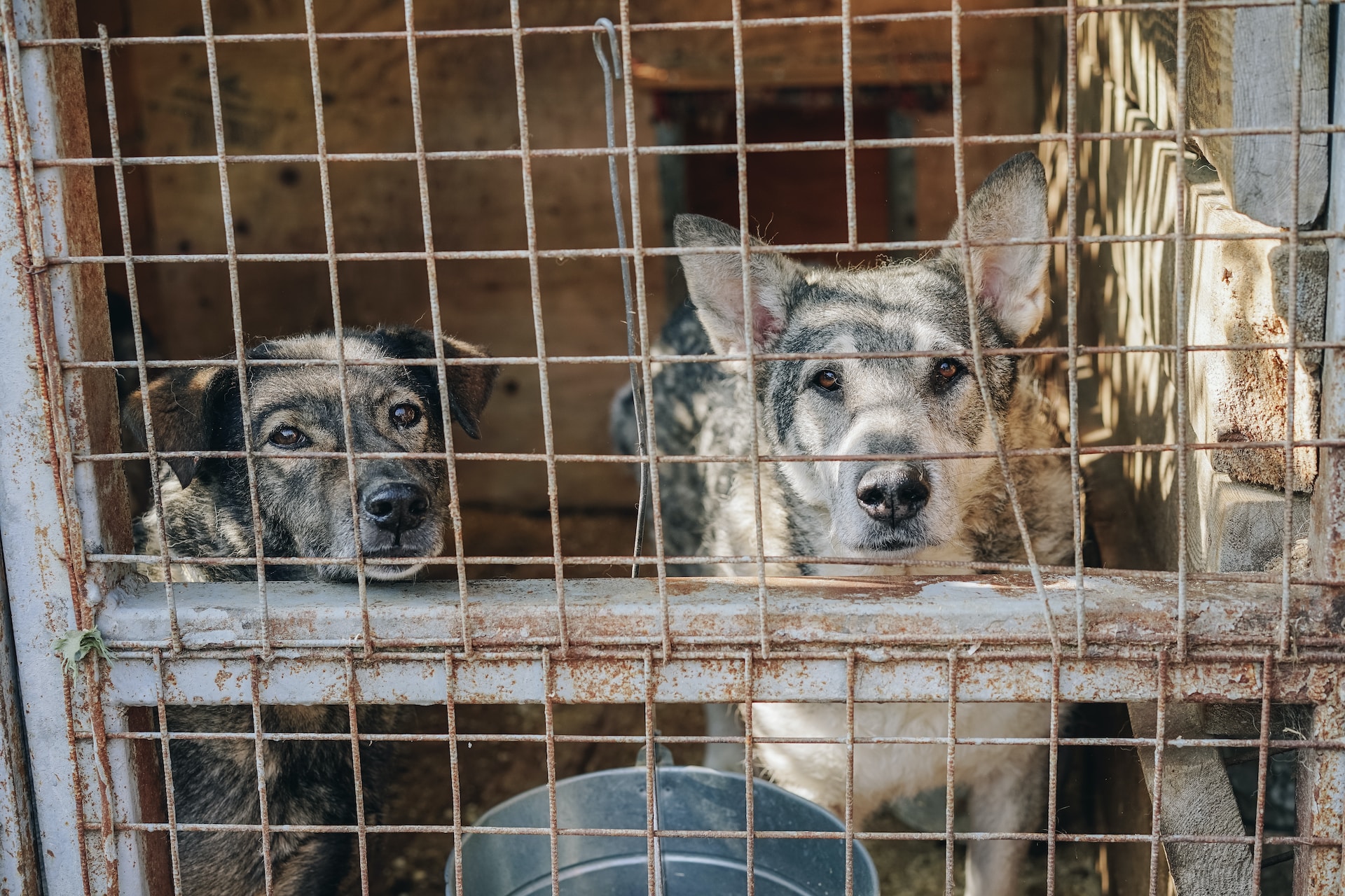 Adopcja psa ze schroniska wszystko co musisz wiedzieć Petsy