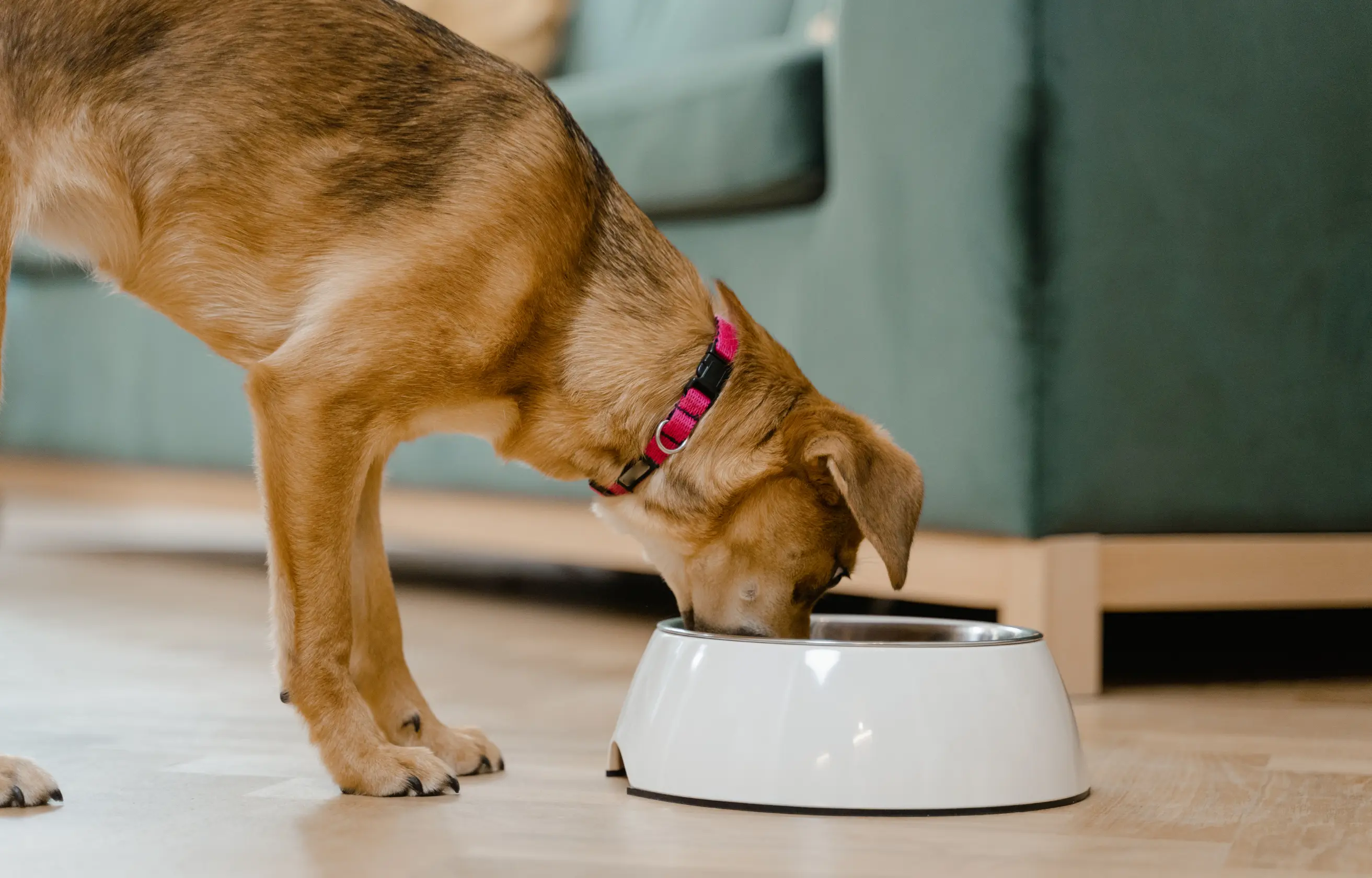 Pies pod opieką petsittera w domowym hotelu w Płocku