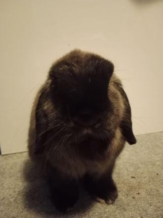 Luna