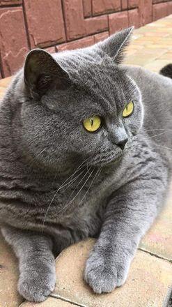 Milo