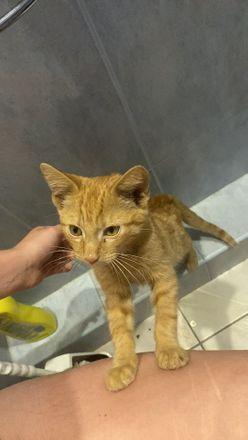 garfield