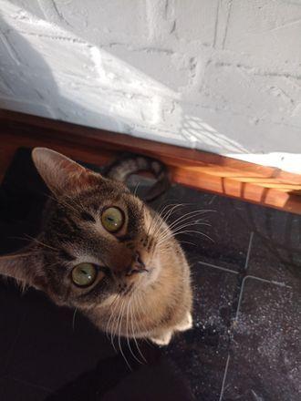 Loki
