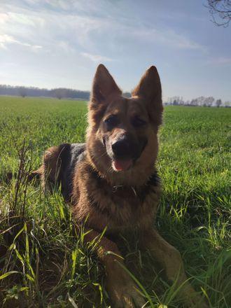 Kora