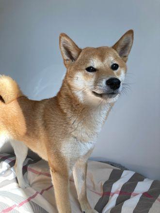 Akira 