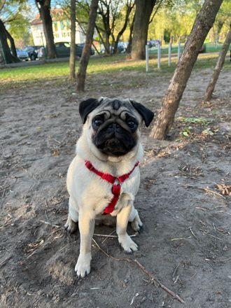 Fiona