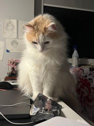 Persik