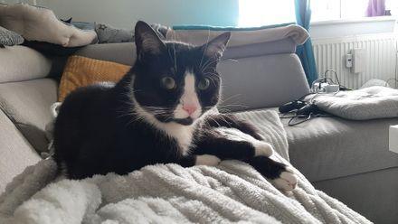 Niki