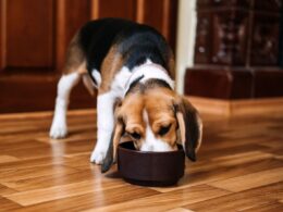 Co mogą jeść psy, a czego nie mogą?