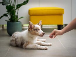 Wyniki badań psa – jak je zinterpretować?