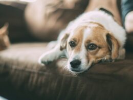 Babeszjoza u psa — poznaj charakterystyczne objawy tej odkleszczowej choroby 