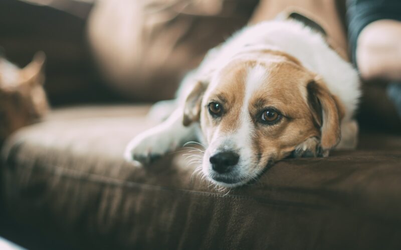 Babeszjoza u psa — poznaj charakterystyczne objawy tej odkleszczowej choroby 