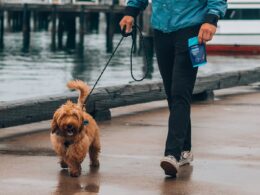 Chodzenie z psem na smyczy – jak się do tego zabrać?
