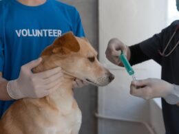 Szczepionka na kleszcze dla psa