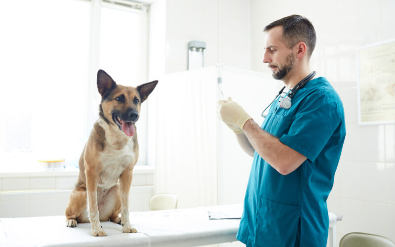 Zdrowie czworonoga podczas opieki tymczasowej – jak rozpoznać niepokojące objawy w wyglądzie zwierzaka?