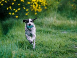 Tabletki na kleszcze dla psa — czym są, jak działają i w jaki sposób dobrać odpowiednie?