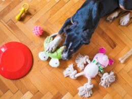 Zabawki edukacyjne dla psów