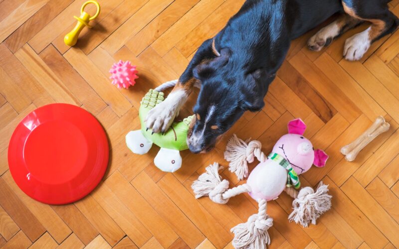 Zabawki edukacyjne dla psów