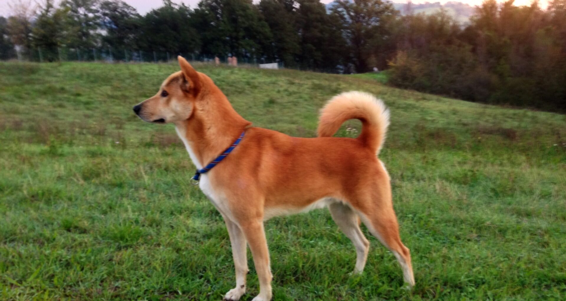 pies rasy canaan dog