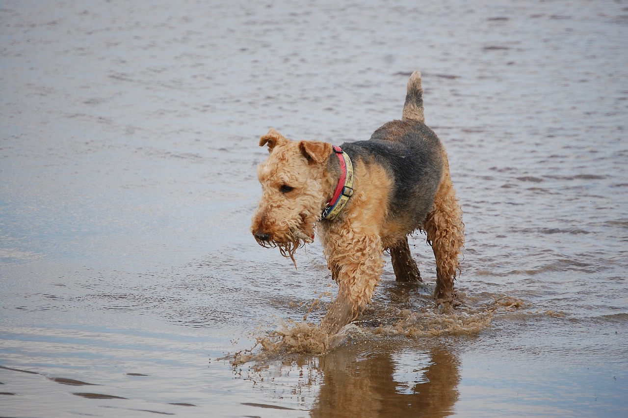 pies rasy airedale terrier