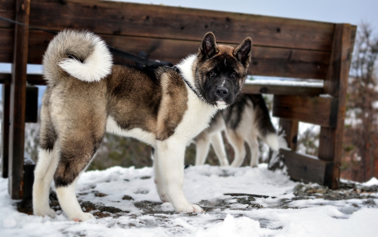 pies rasy akita amerykańska