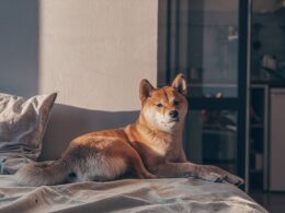 Rasa psa Akita inu – wszystko, co musisz wiedzieć