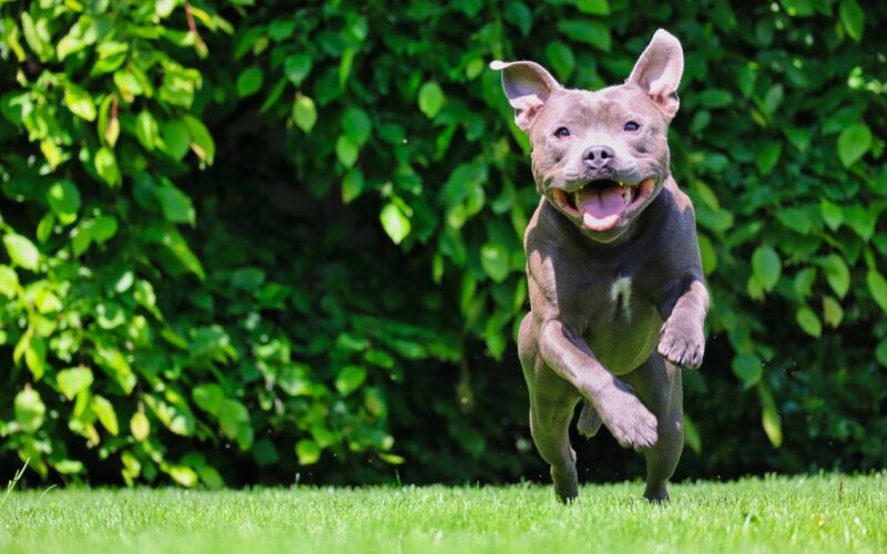 Rasa psa Amerykański pitbulterier – wszystko, co musisz wiedzieć