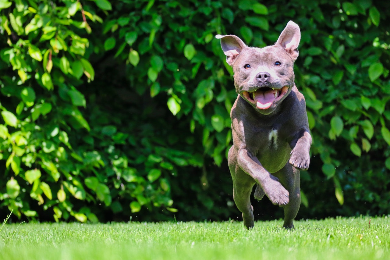 pies rasy amerykański pitbulterier