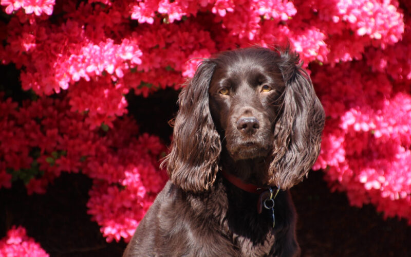 Rasa psa Amerykański spaniel dowodny – wszystko, co musisz wiedzieć