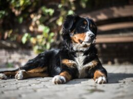 Rasa psa Berneński pies pasterski – wszystko, co musisz wiedzieć