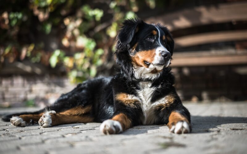 Rasa psa Berneński pies pasterski – wszystko, co musisz wiedzieć