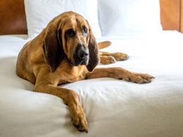 Rasa psa Bloodhound – wszystko, co musisz wiedzieć
