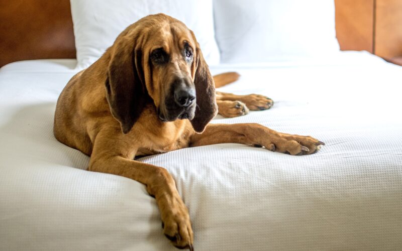 Rasa psa Bloodhound – wszystko co musisz wiedzieć