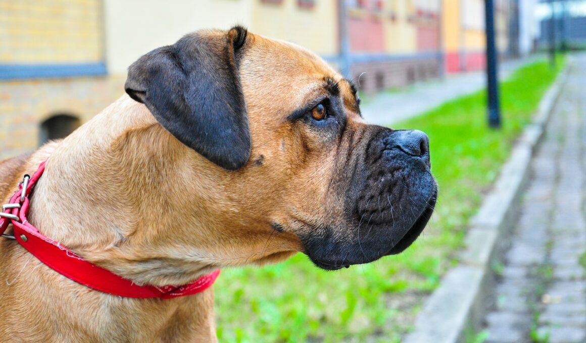 pies rasy Bullmastiff