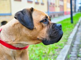 Rasa psa Bullmastiff – wszystko, co musisz wiedzieć