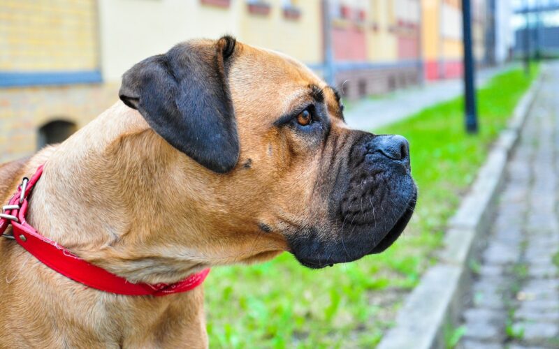 Rasa psa Bullmastiff – wszystko, co musisz wiedzieć