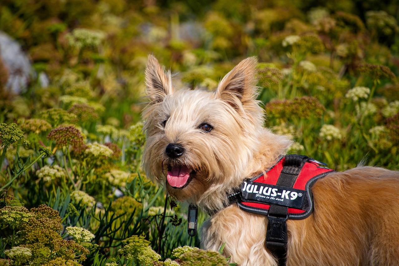 pies rasy cairn terrier