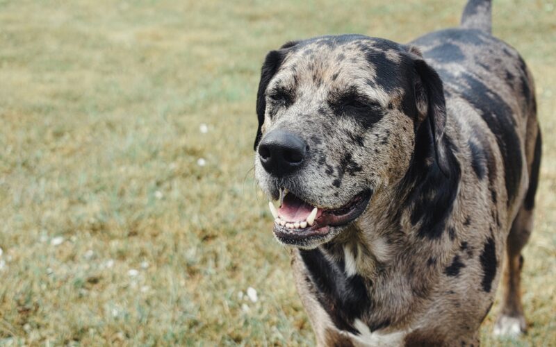 Rasa psa Catahoula leopard dog – wszystko, co musisz wiedzieć