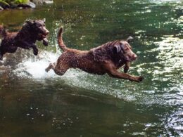 Rasa psa Chesapeake bay retriever – wszystko, co musisz wiedzieć