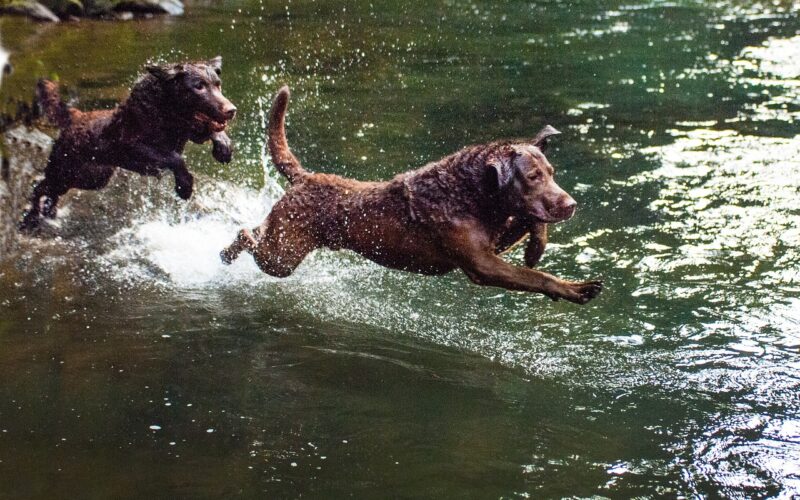 Rasa psa Chesapeake bay retriever – wszystko, co musisz wiedzieć