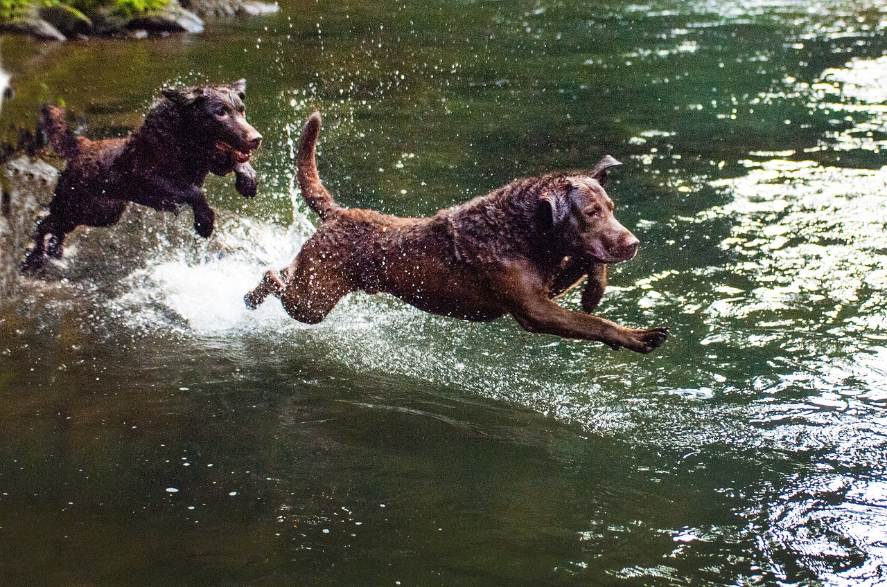 pies rasy chesapeake bay retriever