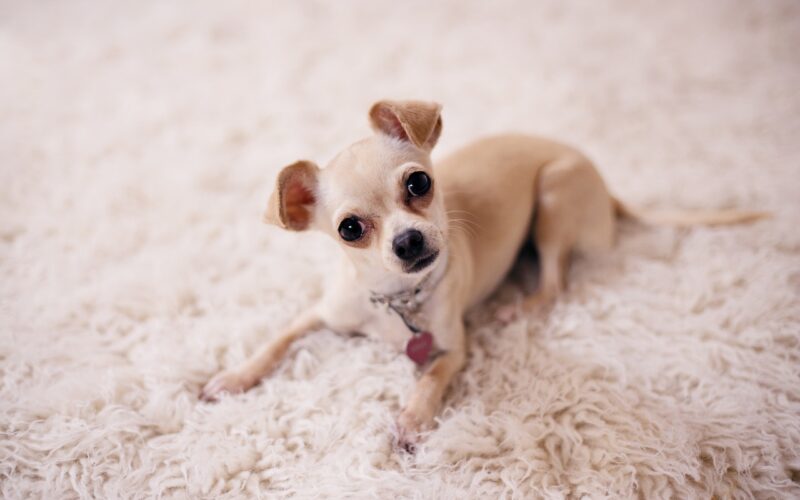 Rasa psa Chihuahua – wszystko, co musisz wiedzieć
