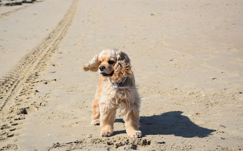 Rasa psa Cocker spaniel amerykański – wszystko, co musisz wiedzieć