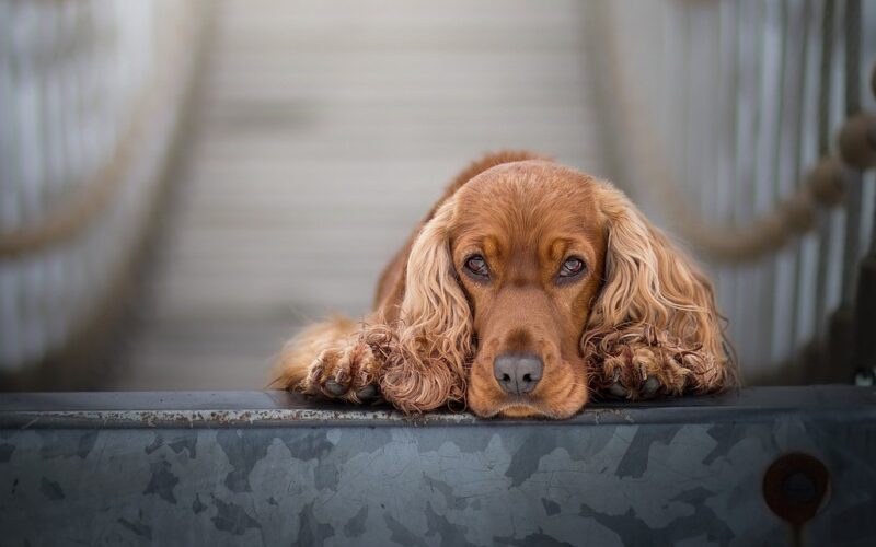 Rasa psa Cocker spaniel angielski – wszystko, co musisz wiedzieć