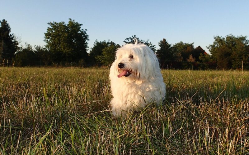 Rasa psa Coton de Tulear – wszystko, co musisz wiedzieć