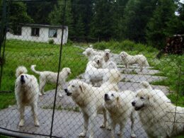 Czuwacz Słowacki – wszystko, co musisz wiedzieć o tej rasie psów