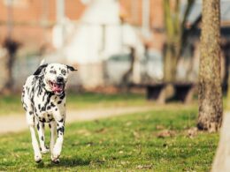 Rasa psa Dalmatyńczyk – wszystko, co musisz wiedzieć