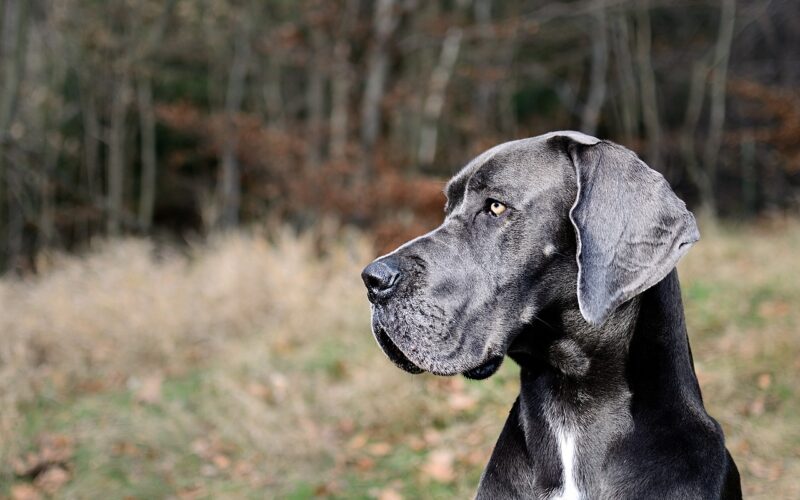 Rasa psa Dog niemiecki – wszystko, co powinieneś wiedzieć