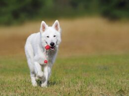 Biały owczarek szwajcarski – rasowy pies pasterski