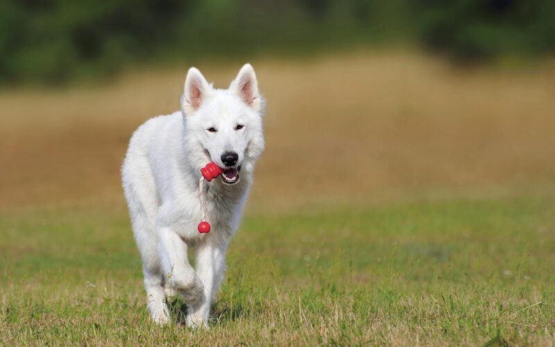 Biały owczarek szwajcarski – rasowy pies pasterski