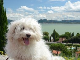 Rasa psa Bolończyk – wszystko, co musisz wiedzieć